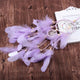 Dream Catcher Led Lighting